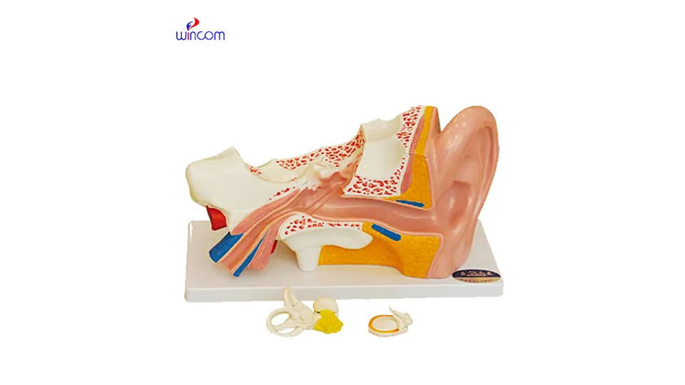 modèles médicaux tridimensionnels